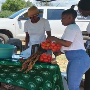 Alternative view of Tomatoes